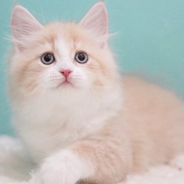 サイベリアン【東京都・男の子・2025年7月25日・クリーム&ホワイト】の写真「親猫全頭/遺伝子検査『5項目クリア』親猫面会🆗」