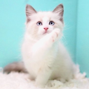 ラグドール【東京都・男の子・2025年9月26日・ブルーポイントバイカラー】の写真「親猫全頭/遺伝子検査『5項目クリア』親猫面会🆗」