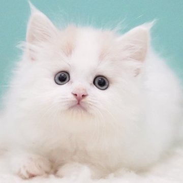 サイベリアン【東京都・男の子・2025年7月12日・クリーム&ホワイト】の写真「親猫全頭/遺伝子検査『5項目クリア』親猫面会🆗」
