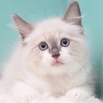 ラグドール【東京都・男の子・2025年7月18日・ブルーポイントミテッド】の写真「親猫全頭/遺伝子検査『5項目クリア』親猫面会🆗」