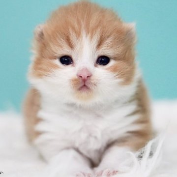 サイベリアン【東京都・男の子・2025年5月19日・レッド&ホワイト】の写真「親猫全頭/遺伝子検査『5項目クリア』親猫面会🆗」