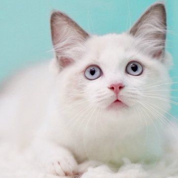 ラグドール【東京都・女の子・2025年10月4日・ブルーポイントバイカラー】の写真「親猫全頭/遺伝子検査『5項目クリア』親猫面会🆗」