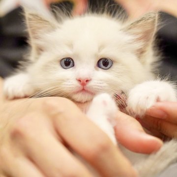 ラグドール【東京都・女の子・2026年5月8日・ブルーポイントバイカラー】の写真「親猫全頭/遺伝子検査『5項目クリア』親猫面会🆗」