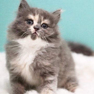 サイベリアン【東京都・女の子・2025年4月26日・ブルークリーム&ホワイト】の写真「親猫全頭/遺伝子検査『5項目クリア』親猫面会🆗」
