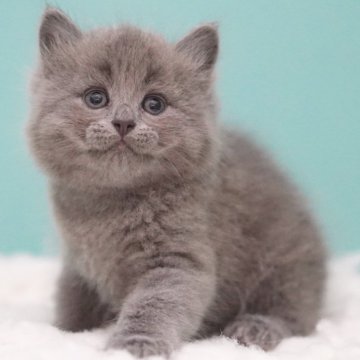 サイベリアン【東京都・男の子・2025年6月3日・ブルー&ホワイト】の写真「親猫全頭/遺伝子検査『5項目クリア』親猫面会🆗」