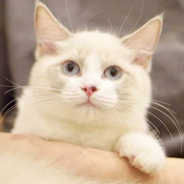 ラグドール【東京都・女の子・2025年6月5日・ブルーポイントバイカラー】の写真「まんまる顔🐱おっとり癒し系🧸落ち着き満点🍀」