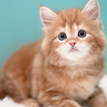サイベリアン【東京都・女の子・2025年4月2日・レッドタビー&ホワイト】の写真「親猫全頭/遺伝子検査『5項目クリア』親猫面会🆗」