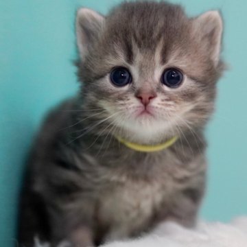 サイベリアン【東京都・男の子・2025年6月30日・ブルータビー&ホワイト】の写真「親猫全頭/遺伝子検査『5項目クリア』親猫面会🆗」