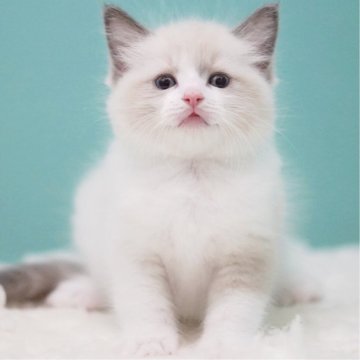 ラグドール【東京都・男の子・2025年8月3日・ブルーポイントバイカラー】の写真「親猫全頭/遺伝子検査『5項目クリア』親猫面会🆗」