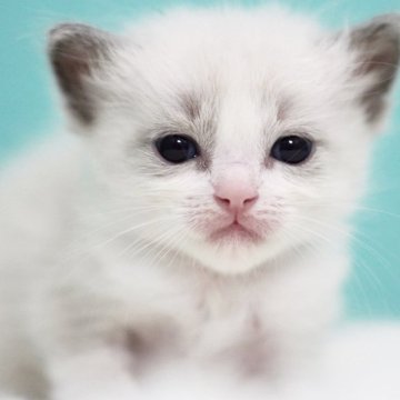 ラグドール【東京都・男の子・2025年6月5日・ブルーポイントバイカラー】の写真「親猫全頭/遺伝子検査『5項目クリア』親猫面会🆗」
