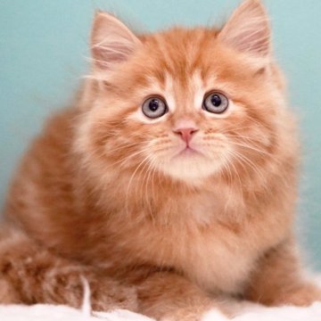 サイベリアン【東京都・男の子・2025年4月9日・レッドタビー】の写真「親猫全頭/遺伝子検査『5項目クリア』親猫面会🆗」