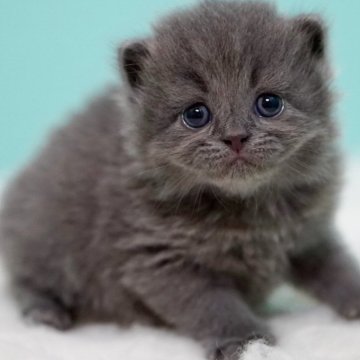 サイベリアン【東京都・男の子・2025年6月30日・ブルー】の写真「親猫全頭/遺伝子検査『5項目クリア』親猫面会🆗」