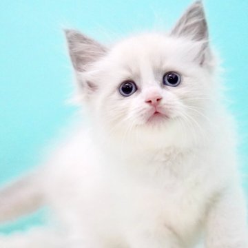 ラグドール【東京都・女の子・2025年10月7日・ブルーポイントバイカラー】の写真「親猫全頭/遺伝子検査『5項目クリア』親猫面会🆗」