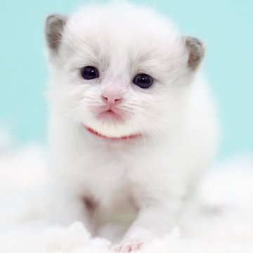 ラグドール【東京都・男の子・2025年10月7日・ブルーポイントバイカラー】の写真「親猫全頭/遺伝子検査『5項目クリア』親猫面会🆗」