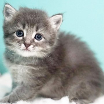 サイベリアン【東京都・男の子・2025年6月3日・ブルータビー&ホワイト】の写真「親猫全頭/遺伝子検査『5項目クリア』親猫面会🆗」