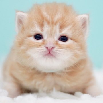 サイベリアン【東京都・男の子・2025年10月18日・レッドタビー&ホワイト】の写真「親猫全頭/遺伝子検査『5項目クリア』親猫面会🆗」