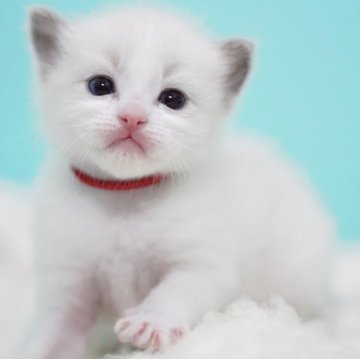 ラグドール【東京都・男の子・2025年9月8日・ブルーポイントバイカラー】の写真「親猫全頭/遺伝子検査『5項目クリア』親猫面会🆗」