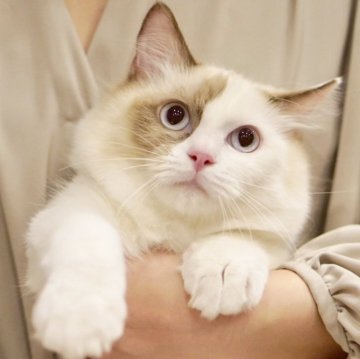 ラグドール【東京都・女の子・2025年3月31日・シールトーティーシェルポイントバイカラー】の写真「避妊手術してます✨甘えん坊抱っこ◎🐱」