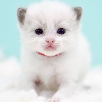 ラグドール【東京都・男の子・2025年10月7日・ブルーポイントバイカラー】の写真「親猫全頭/遺伝子検査『5項目クリア』親猫面会🆗」