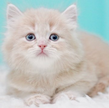 サイベリアン【東京都・男の子・2025年10月18日・クリームタビー&ホワイト】の写真「親猫全頭/遺伝子検査『5項目クリア』親猫面会🆗」