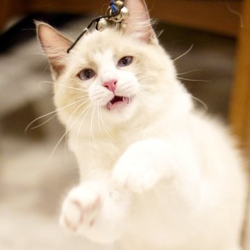 ラグドール【東京都・男の子・2025年6月10日・ブルーポイントバイカラー】の写真「凛々しい瞳👀まんまる顔😊元気な冒険家🐾🌟」