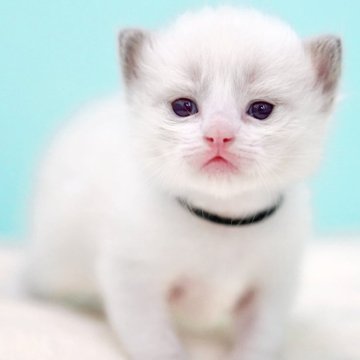 ラグドール【東京都・男の子・2026年5月8日・ブルーポイントバイカラー】の写真「親猫全頭/遺伝子検査『5項目クリア』親猫面会🆗」