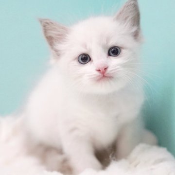 ラグドール【東京都・女の子・2025年9月22日・ブルーポイントバイカラー】の写真「親猫全頭/遺伝子検査『5項目クリア』親猫面会🆗」