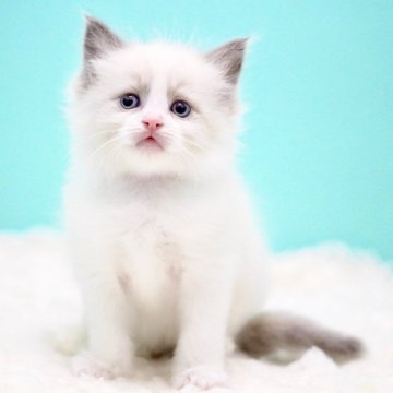 ラグドール【東京都・男の子・2025年10月7日・ブルーポイントバイカラー】の写真「親猫全頭/遺伝子検査『5項目クリア』親猫面会🆗」