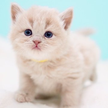 サイベリアン【東京都・女の子・2026年4月23日・クリームタビー&ホワイト】の写真「親猫全頭/遺伝子検査『5項目クリア』親猫面会🆗」