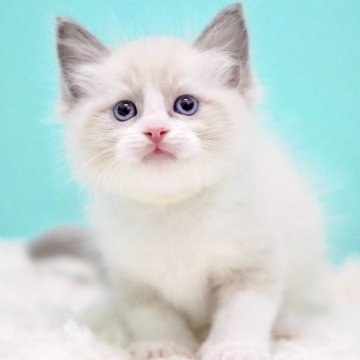 ラグドール【東京都・男の子・2025年10月7日・ブルーポイントバイカラー】の写真「親猫全頭/遺伝子検査『5項目クリア』親猫面会🆗」