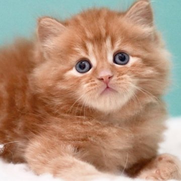 サイベリアン【東京都・男の子・2025年4月9日・レッドタビー】の写真「親猫全頭/遺伝子検査『5項目クリア』親猫面会🆗」