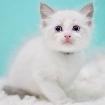 ラグドール【東京都・男の子・2025年9月26日・ブルーポイントバイカラー】の写真「親猫全頭/遺伝子検査『5項目クリア』親猫面会🆗」