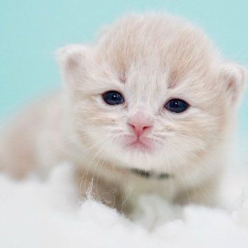 サイベリアン【東京都・男の子・2025年10月18日・クリームタビー&ホワイト】の写真「親猫全頭/遺伝子検査『5項目クリア』親猫面会🆗」