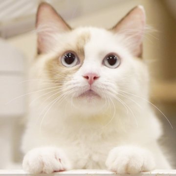 ラグドール【東京都・女の子・2025年3月31日・シールトーティーシェルポイントバイカラー】の写真「避妊手術してます✨健康性格◎甘えん坊🐱」