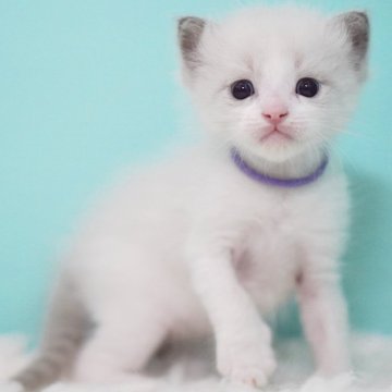 ラグドール【東京都・男の子・2025年9月22日・ブルーポイントバイカラー】の写真「親猫全頭/遺伝子検査『5項目クリア』親猫面会🆗」