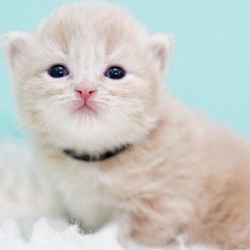 サイベリアン【東京都・男の子・2025年10月18日・クリームタビー&ホワイト】の写真「親猫全頭/遺伝子検査『5項目クリア』親猫面会🆗」