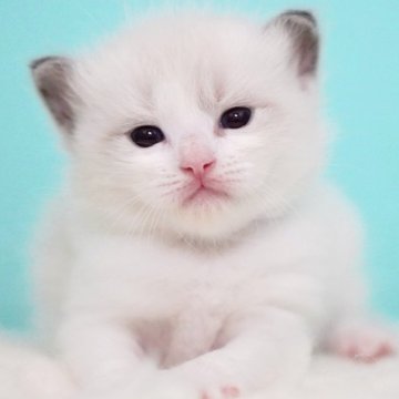 ラグドール【東京都・男の子・2025年8月3日・ブルーポイントバイカラー】の写真「親猫全頭/遺伝子検査『5項目クリア』親猫面会🆗」