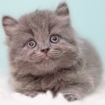サイベリアン【東京都・男の子・2025年6月30日・ブルー】の写真「親猫全頭/遺伝子検査『5項目クリア』親猫面会🆗」