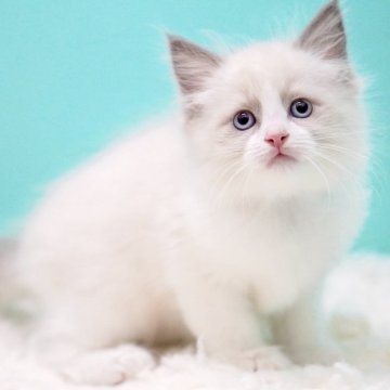 ラグドール【東京都・男の子・2025年10月7日・ブルーポイントバイカラー】の写真「親猫全頭/遺伝子検査『5項目クリア』親猫面会🆗」