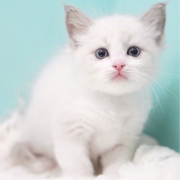 ラグドール【東京都・女の子・2025年9月22日・ブルーポイントバイカラー】の写真「親猫全頭/遺伝子検査『5項目クリア』親猫面会🆗」