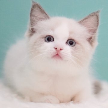 ラグドール【東京都・女の子・2025年6月5日・ブルーポイントバイカラー】の写真「親猫全頭/遺伝子検査『5項目クリア』親猫面会🆗」