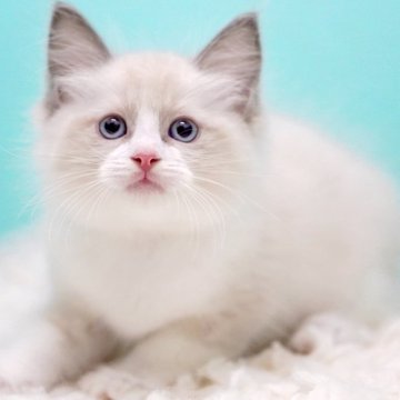 ラグドール【東京都・男の子・2025年10月7日・ブルーポイントバイカラー】の写真「親猫全頭/遺伝子検査『5項目クリア』親猫面会🆗」