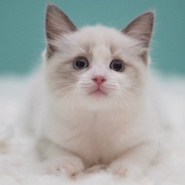 ラグドール【東京都・女の子・2025年5月16日・ブルーポイントバイカラー】の写真「親猫全頭/遺伝子検査『5項目クリア』親猫面会🆗」