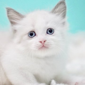 ラグドール【東京都・女の子・2025年9月26日・ブルーポイントバイカラー】の写真「親猫全頭/遺伝子検査『5項目クリア』親猫面会🆗」