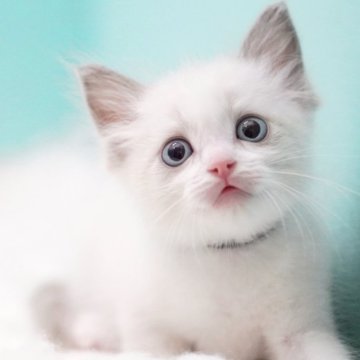 ラグドール【東京都・男の子・2025年9月22日・ブルーポイントバイカラー】の写真「親猫全頭/遺伝子検査『5項目クリア』親猫面会🆗」