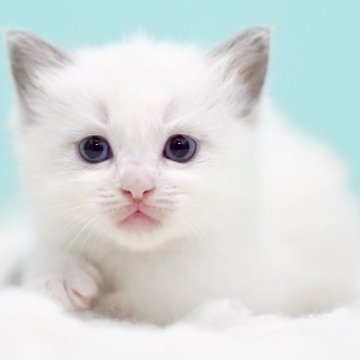 ラグドール【東京都・女の子・2025年10月4日・ブルーポイントバイカラー】の写真「親猫全頭/遺伝子検査『5項目クリア』親猫面会🆗」