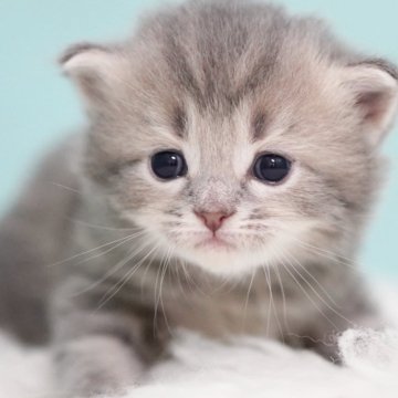 サイベリアン【東京都・男の子・2025年7月25日・ブルータビー&ホワイト】の写真「親猫全頭/遺伝子検査『5項目クリア』親猫面会🆗」