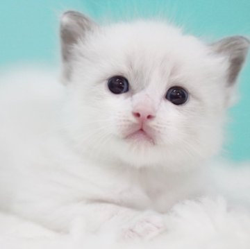 ラグドール【東京都・男の子・2025年7月18日・ブルーポイントバイカラー】の写真「親猫全頭/遺伝子検査『5項目クリア』親猫面会🆗」