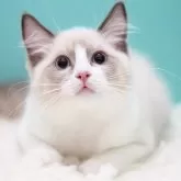 ラグドール【東京都・男の子・2025年6月10日・ブルーポイントバイカラー】の写真1