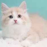 サイベリアン